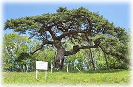 画像:笑沢の笠松(全景) 画像:笑沢の笠松(全景)
