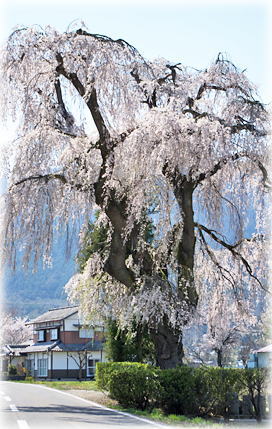 画像：堀金三田の枝垂桜