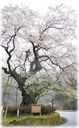 画像：ほそき神社のおまき桜