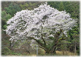 画像:ほそき神社のおまき桜(全景)