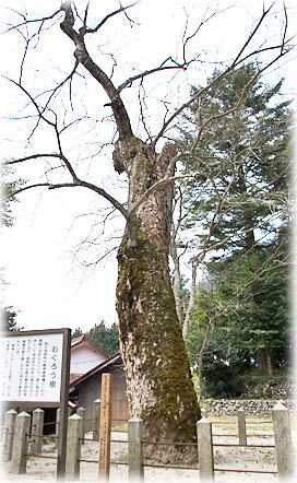 画像:むくろう樹(市木神社のムクロジ)