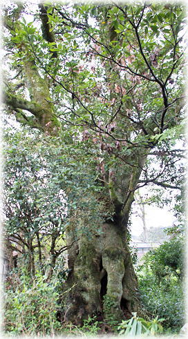 画像:池谷のタブノキ 画像:池谷のタブノキ