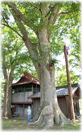 画像：今岡諏訪神社のケヤキ（幹と並ぶ）