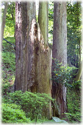 画像:岩角山のアスナロ 画像:岩角山のアスナロ