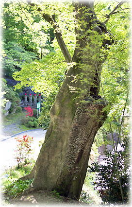 画像:岩角山のエノキ 画像:岩角山のエノキ