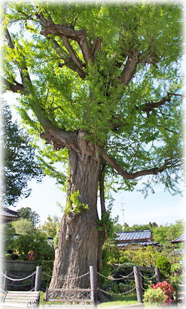 �摜�F��s���̃C�`���E