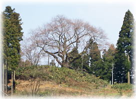 画像:金谷の城山桜(遠景)