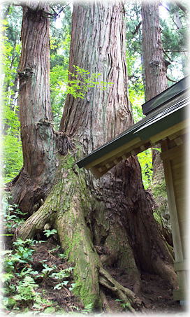 �摜�F����z�K�_�Ђ̃X�M