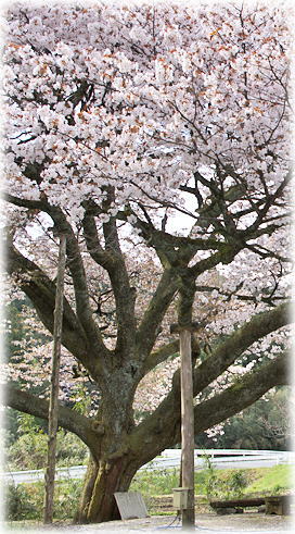 画像:上法万の大山桜 画像:上法万の大山桜