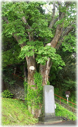 画像:賀茂小鋭神社のケヤキ 画像:賀茂小鋭神社のケヤキ