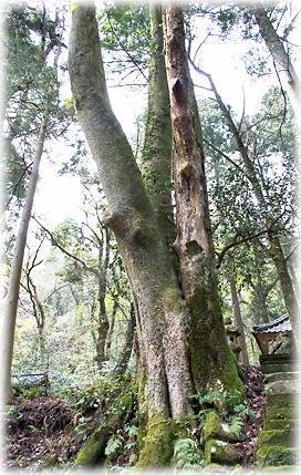 画像:六社神社のシロダモ 画像:六社神社のシロダモ