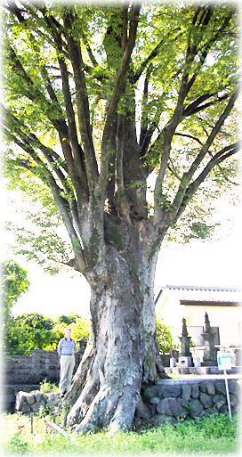 画像:金古行人塚のケヤキ(幹と並ぶ)