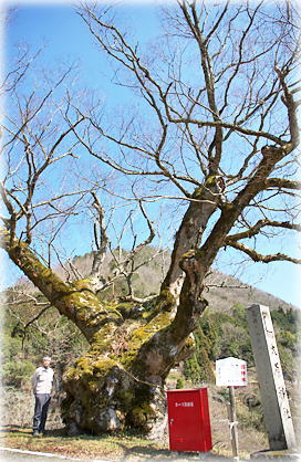 画像:大原神社の御神木A(幹と並ぶ)