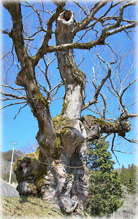 画像:大原神社の御神木A
