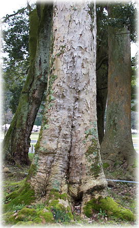 画像:河辺八幡神社のムクロジ 画像:河辺八幡神社のムクロジ