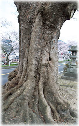 画像:木次のムクロジ