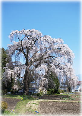 画像:北小倉の枝垂桜(全景)