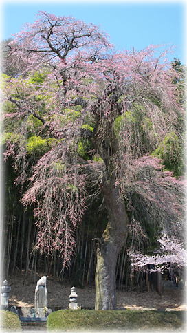 画像:光輪寺のシダレザクラ