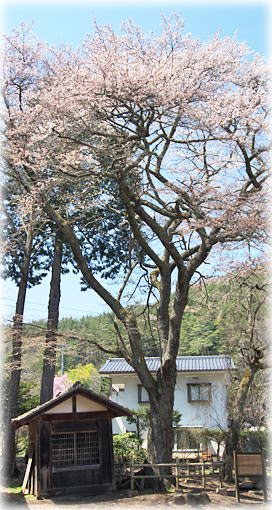 画像：光輪寺薬師堂の桜