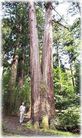 画像：朽飯八幡神社のスギ（幹と並ぶ）
