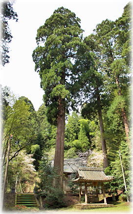 画像：朽飯八幡神社のスギ（手水舎）（全景）