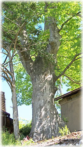 画像:競石の大ケヤキ