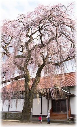画像:極楽寺のシダレザクラ