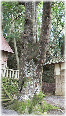 画像:黒駒神社のナギ 画像:黒駒神社のナギ