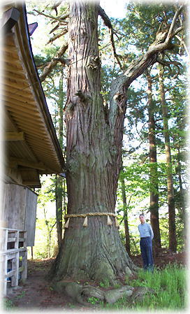 画像:牧沢八幡神社のスギ(幹と並ぶ)