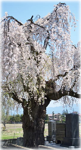 画像：丸田の枝垂桜