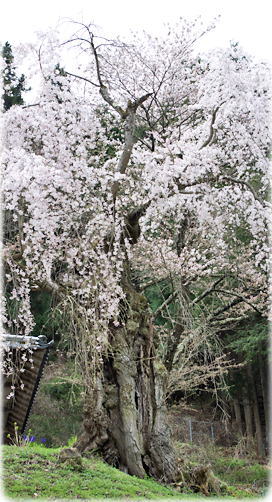 画像:三島神社の枝垂桜