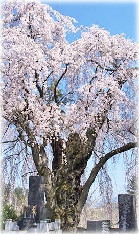 画像：南小倉墓地の枝垂桜
