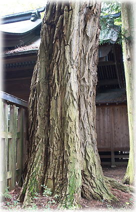 画像:三輪神社のニセアカシア 画像:三輪神社のニセアカシア