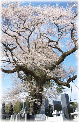 画像:宮本のエドヒガン