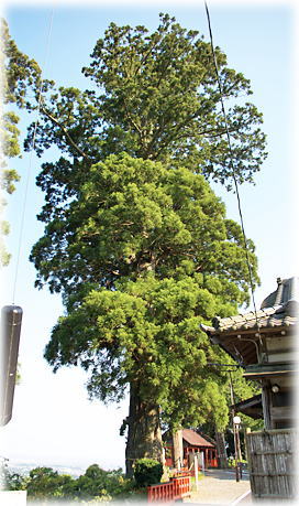 画像:熊野那智神社のスギ(全景) 画像:熊野那智神社のスギ(全景)