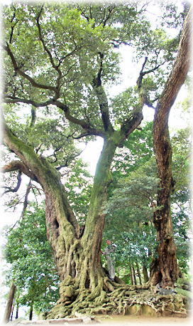 画像:野原八幡神社のシイ(幹と並ぶ)