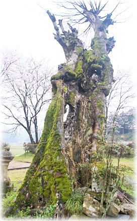 画像:大森神社のエノキ 画像:大森神社のエノキ