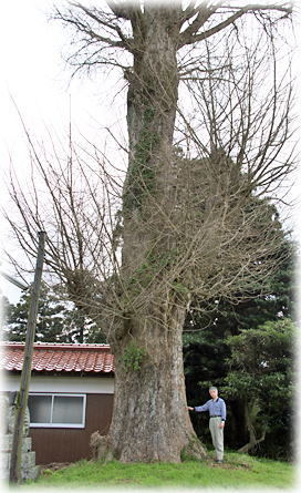画像:大森神社のイチョウ(幹と並ぶ)