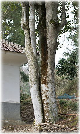 画像:西蓮寺の多羅葉