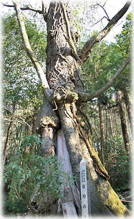 画像:佐狩の大椋