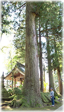 画像:円福寺のスギ(幹と並ぶ)