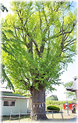 画像:佐沼八幡神社のイチョウ 画像:佐沼八幡神社のイチョウ