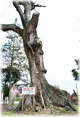 画像:関金宿日吉神社のエノキ