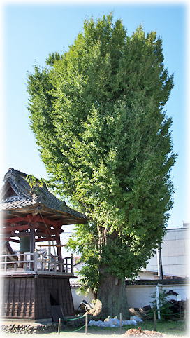 画像:浄泉寺大銀杏(全景) 画像:浄泉寺大銀杏(全景)