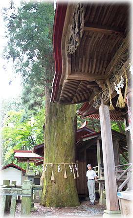 画像：新町諏訪神社のスギ（幹と並ぶ）