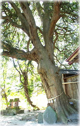 画像:深山神社の大榧_1 画像:深山神社の大榧_1