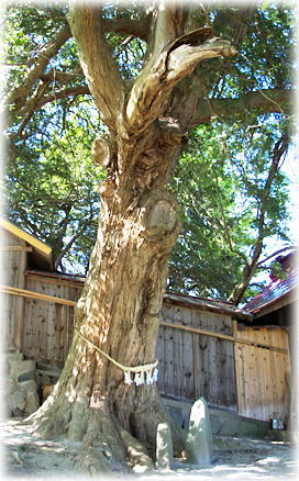 画像:深山神社の大榧_2 画像:深山神社の大榧_2