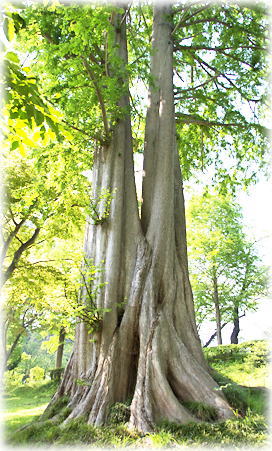 �摜�F�d�}�_�Ђ̃��^�Z�R�C�A