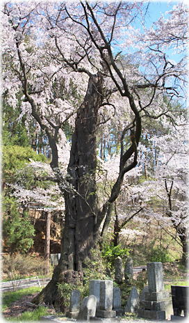画像：白姫の神代桜