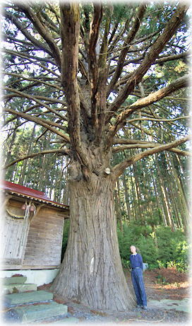 画像:水神社の老杉(幹と並ぶ)